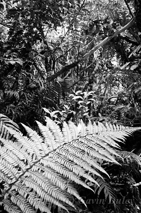 Fern leaf, forest near Franz Josef Glacier 00580027.JPG - Kodak TriX 400 film